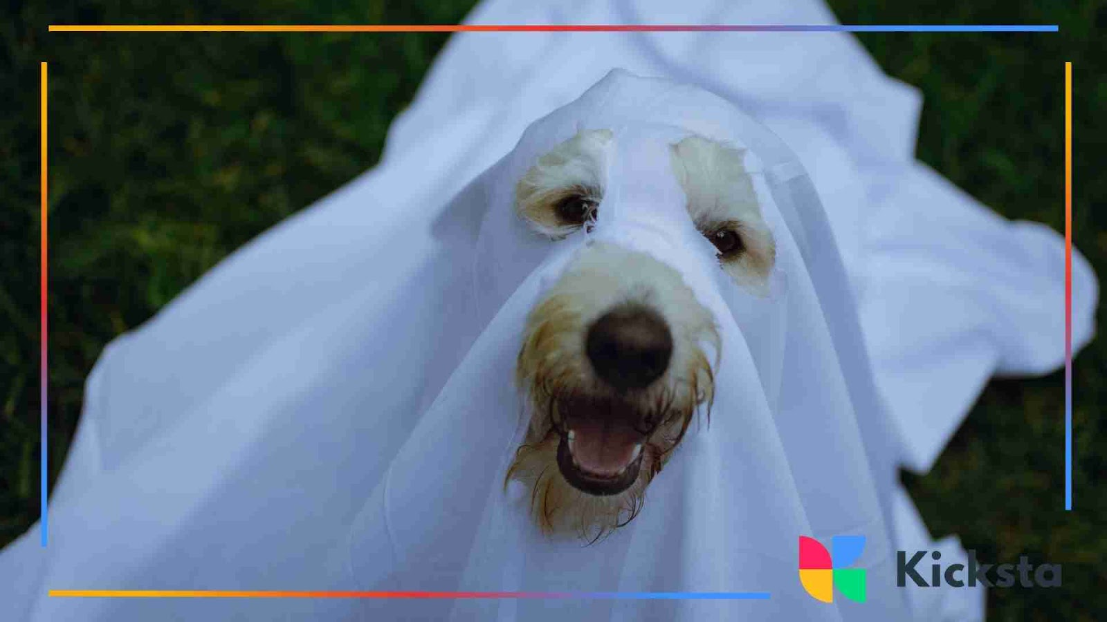 Dog dressed as a ghost with a white sheet (smiling face peeking out)