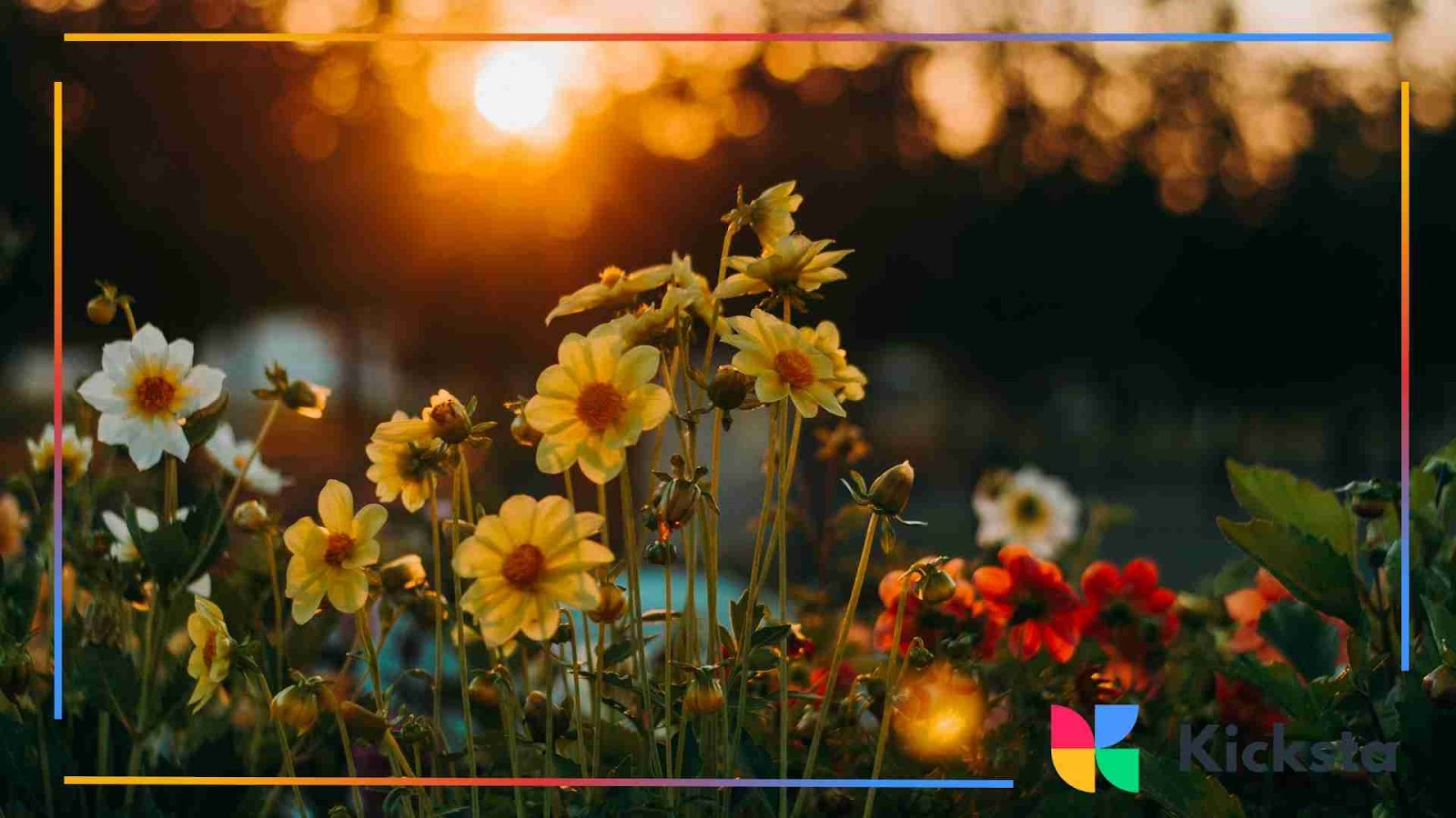 Yellow and white daisies glowing in the sunset