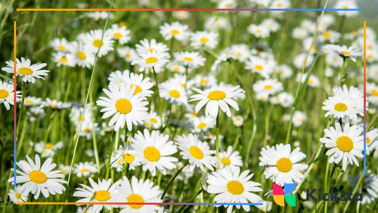 Field of white daisies under bright sunlight