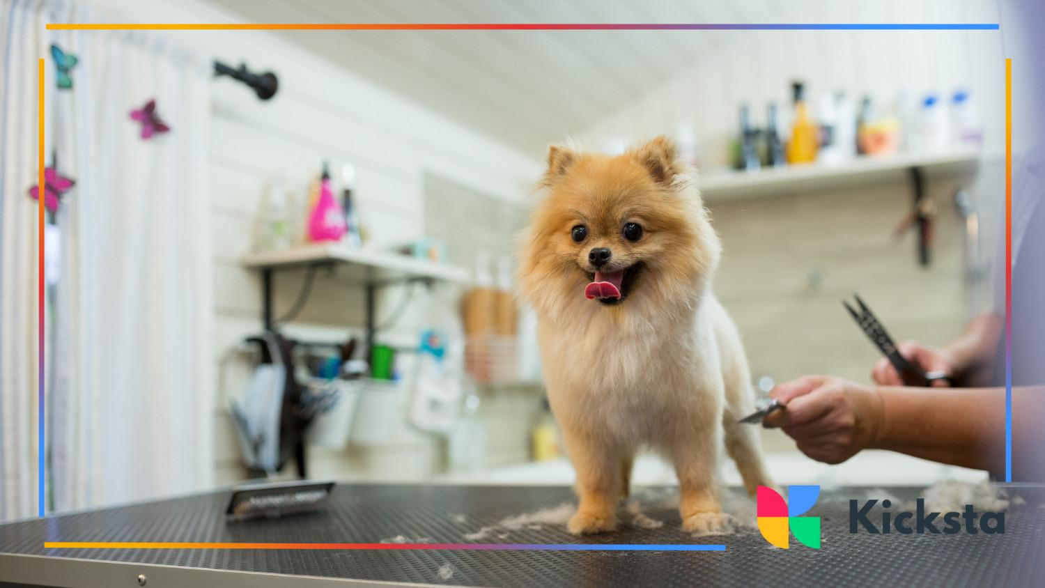 Fluffy Pomeranian standing on a grooming table after a haircut, with a groomer holding scissors nearby.