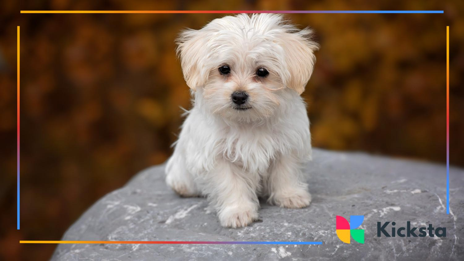 Adorable white fluffy puppy sitting on a large rock with autumn leaves blurred in the background.