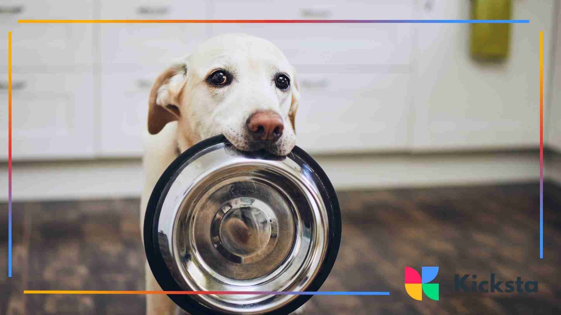 Golden Labrador holding an empty metal food bowl in its mouth while standing in a kitchen and looking up expectantly.