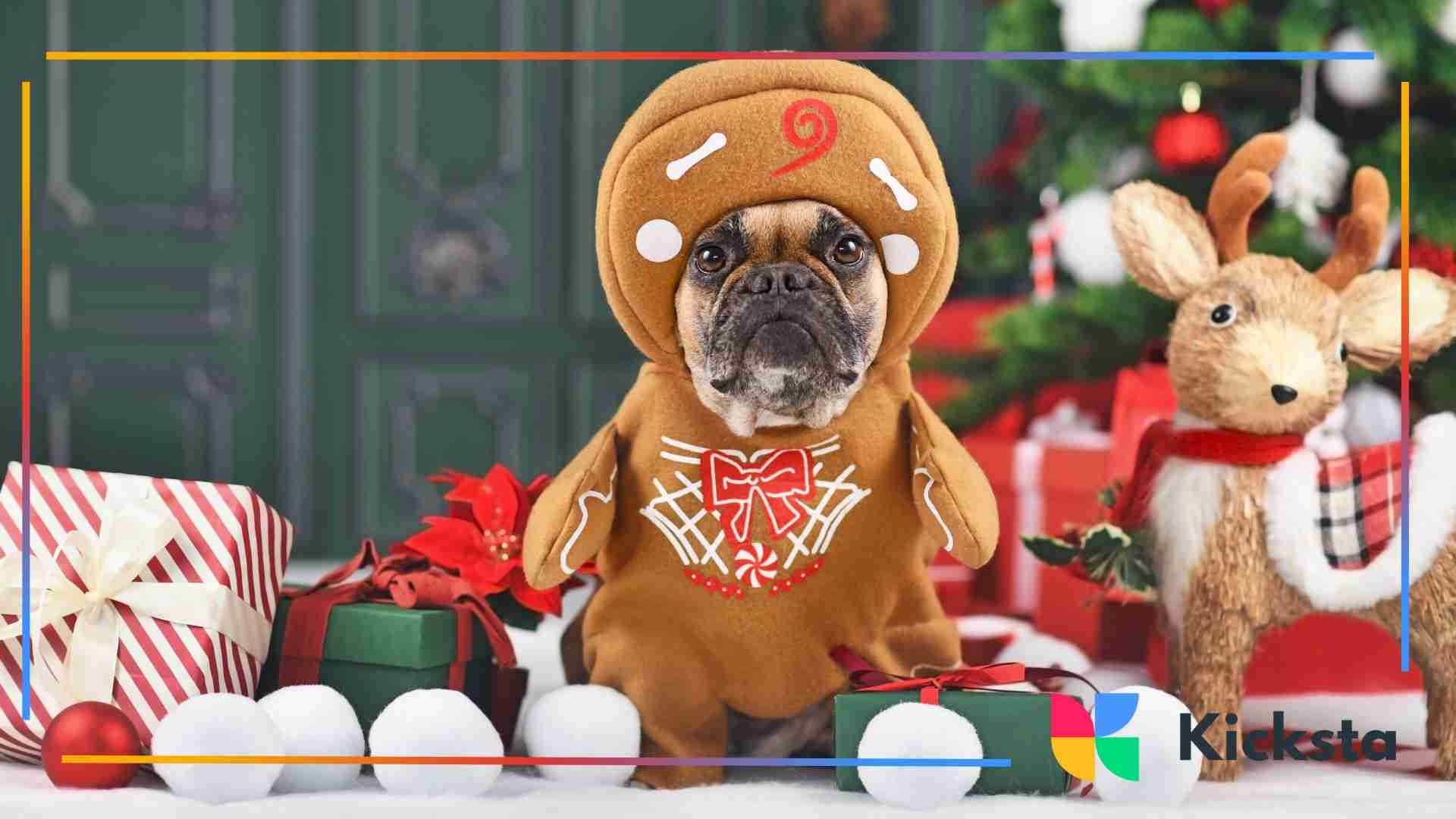 Small dog dressed in a gingerbread costume sitting among wrapped Christmas presents and festive decorations.