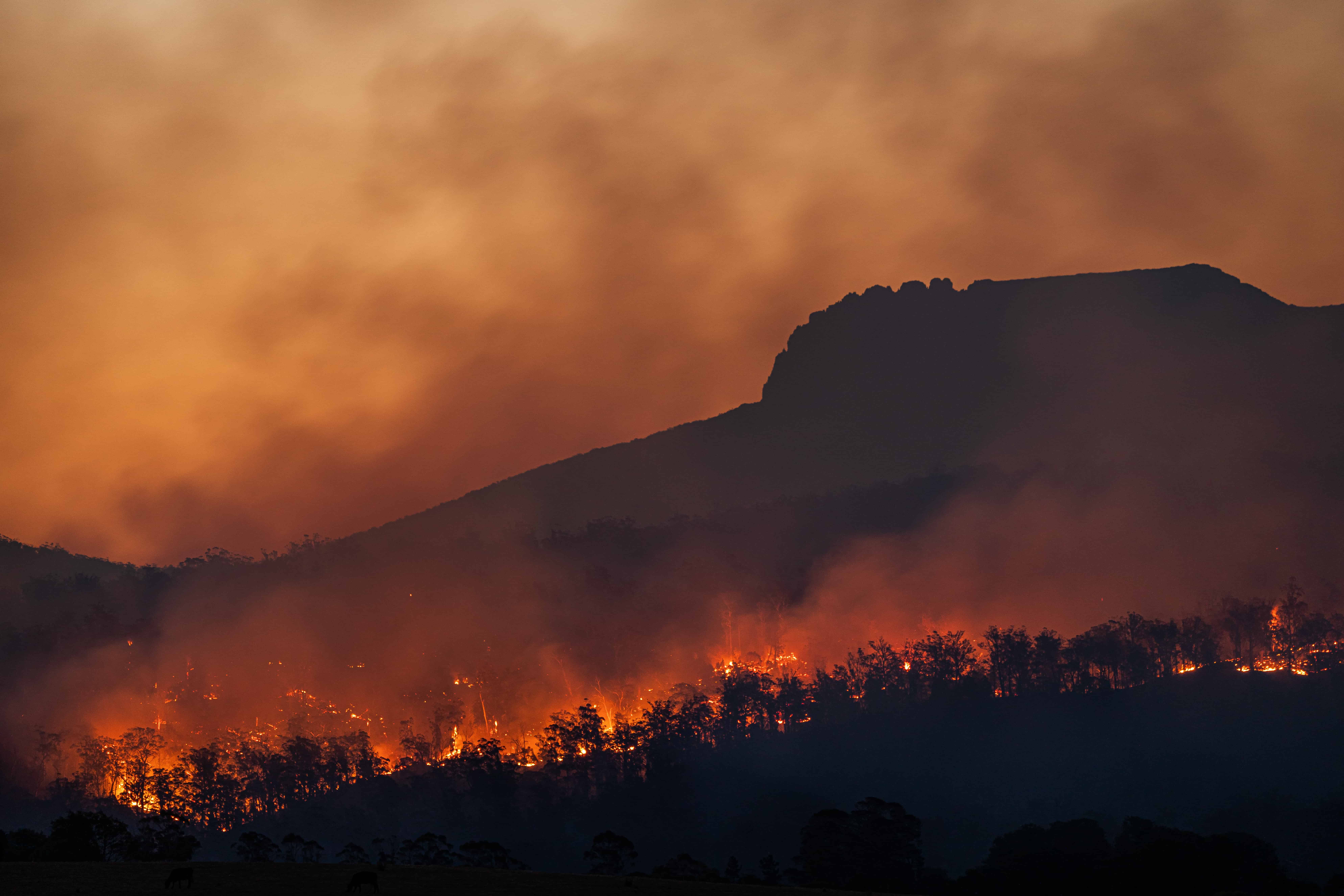 Buschfeuer in Tasmanien, Australien