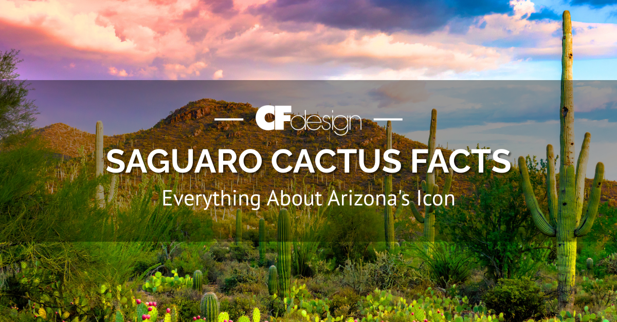 Saguaro Cactus Facts: Everything About Arizona's Icon | CF Design |  Scottsdale, Arizona | Residential - Site Planning - Landscape