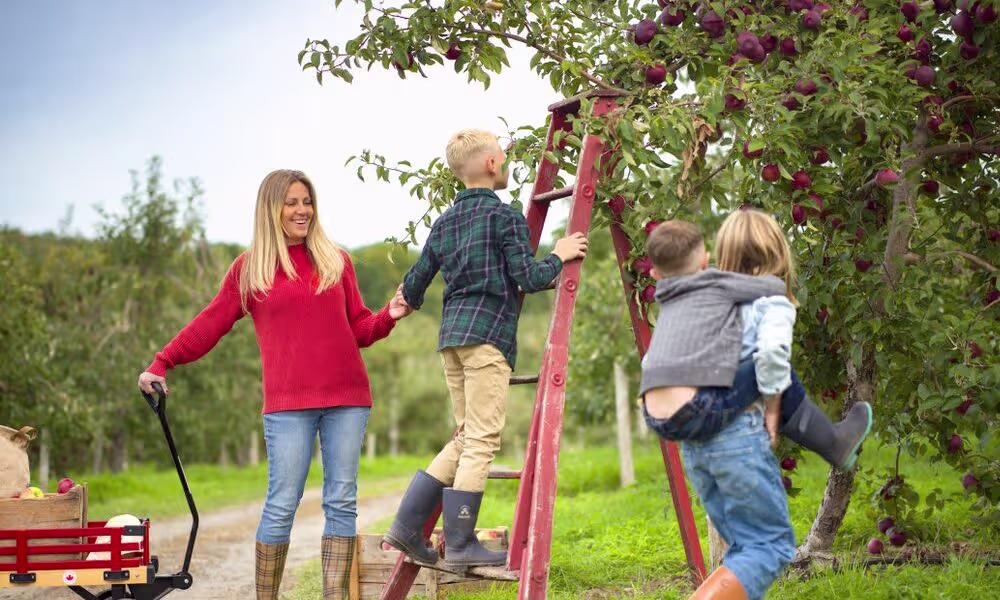 L'automne est la saison idéale pour la cueillette de pommes ! Découvrez les vergers de la région, cueillez vos propres pommes et savourez les produits du terroir (cidre, sirop d'érable, tartes). Une activité familiale par excellence.