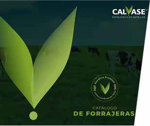 Calvase logo image