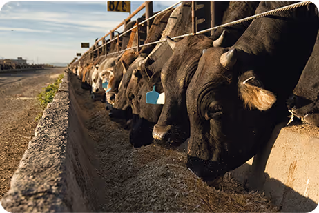 Cows eating