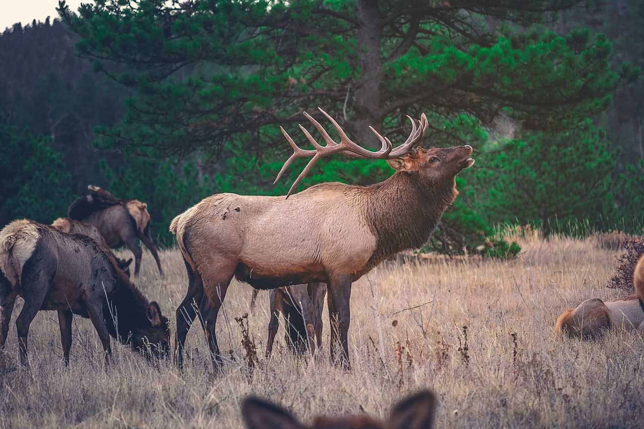 Wild Encounters on the Oregon Coast: A Visit to Dean Creek Elk Viewing Area