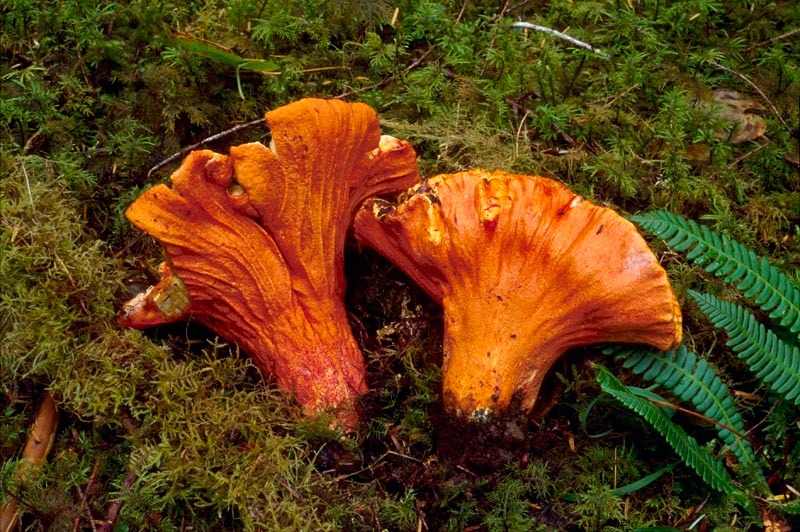 Foraging and Preparing Lobster Mushrooms on the Oregon Coast