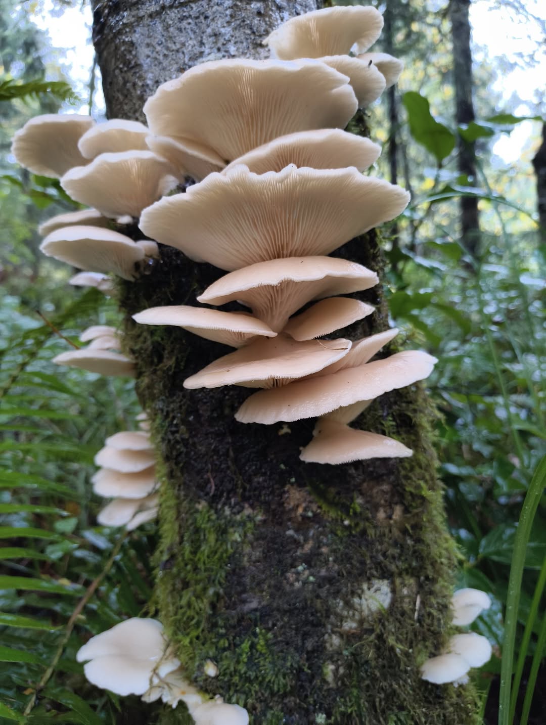 Foraging and Preparing Oyster Mushrooms on the Oregon Coast