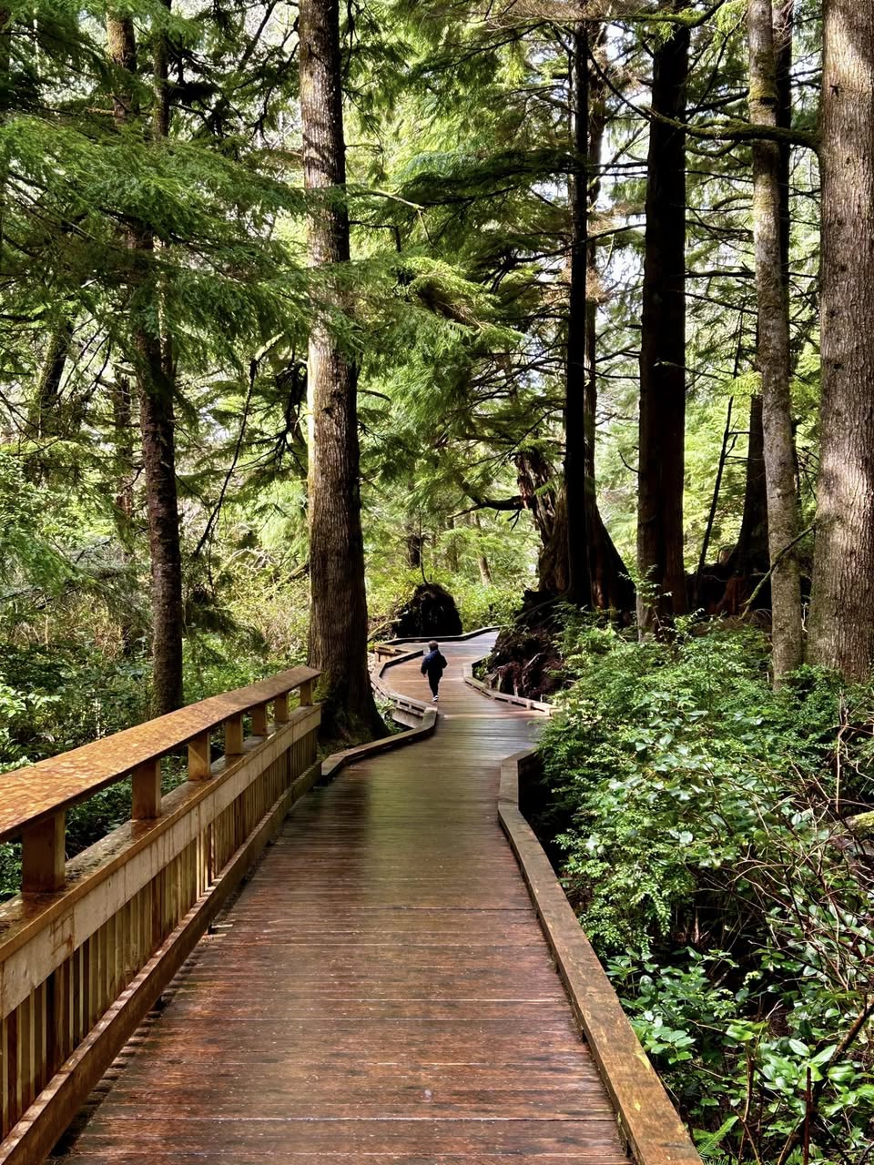 Old Growth Cedar Reserve: A Hidden Ancient Forest on the Oregon Coast
