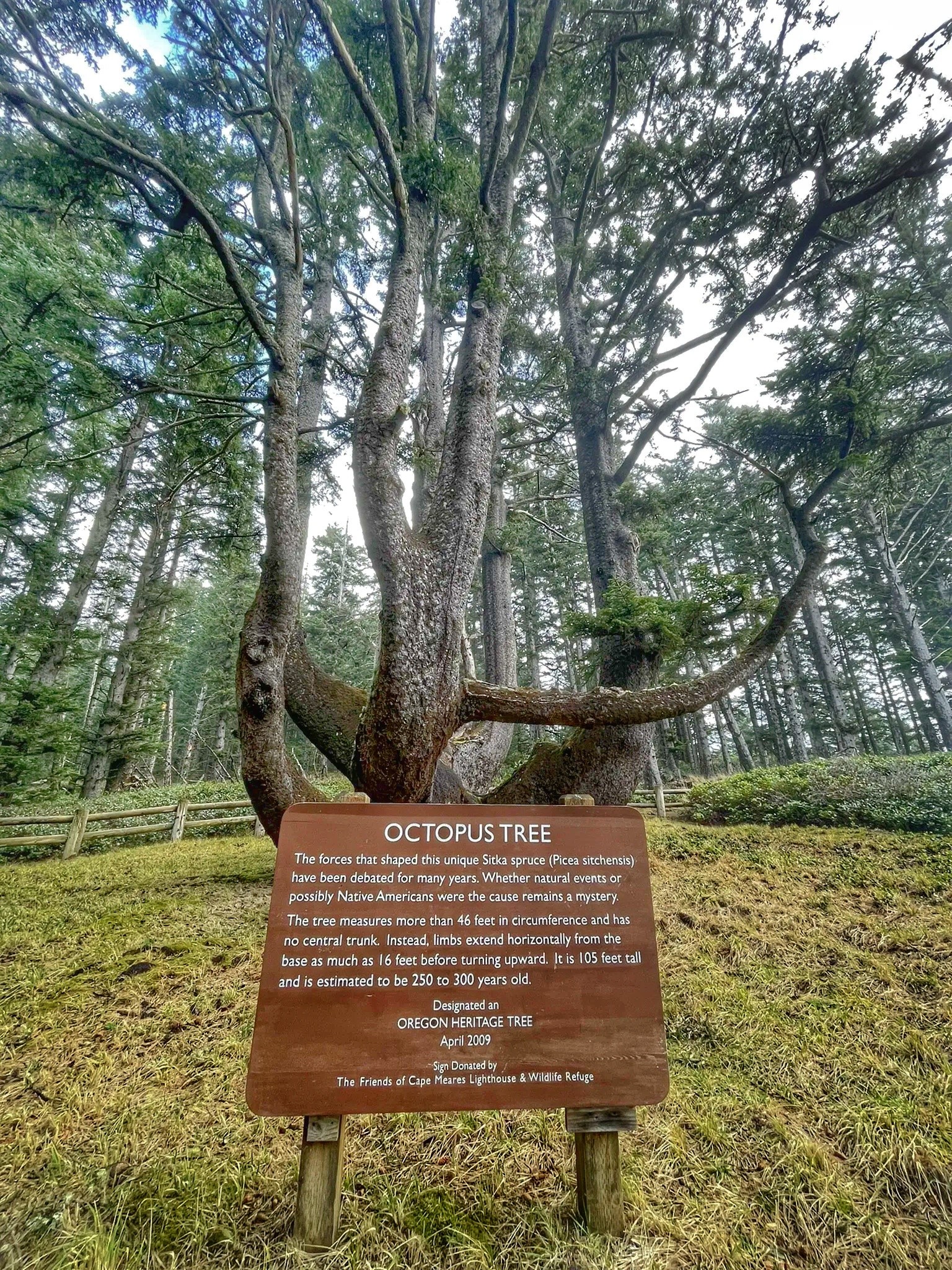 Meeting the Octopus Tree: An Encounter With One of Oregon’s Most Mysterious Living Landmarks