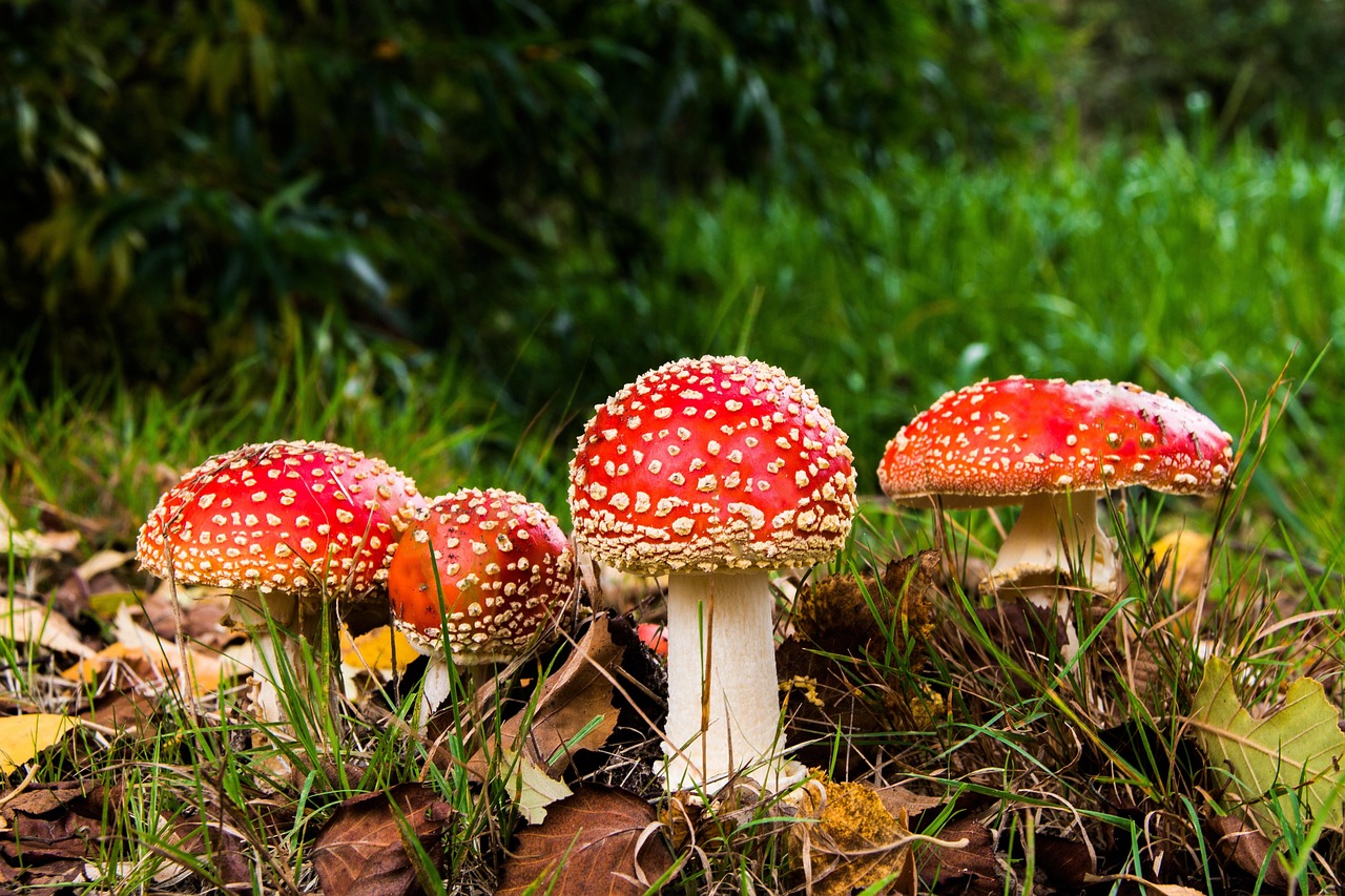 Amanita Muscaria: The Iconic Toadstool of the Oregon Coast