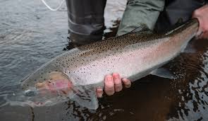 My Steelhead Fishing Adventure on The Siletz River