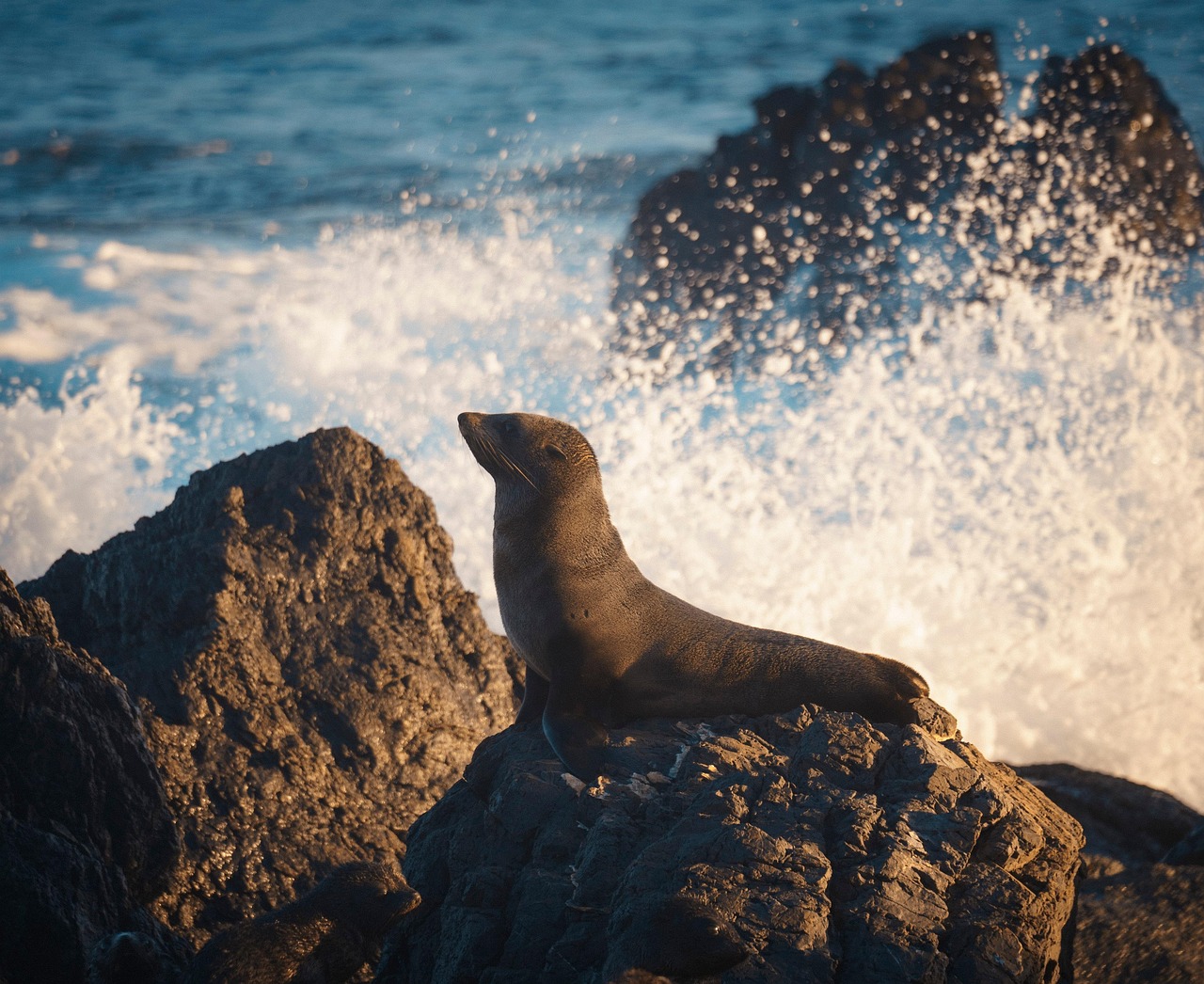 Where the Ocean Turns Gold: Sunset Adventure at Seal Rock State Park