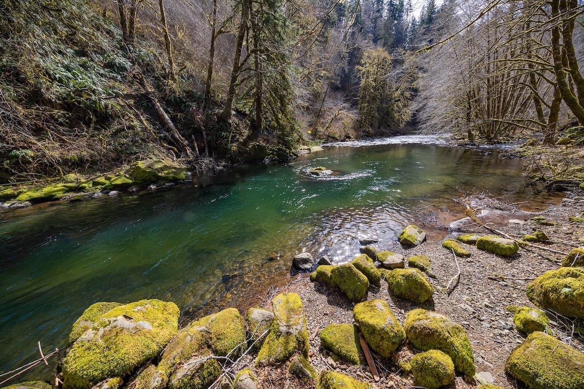 Winter Steelhead on the Nestucca River, Oregon