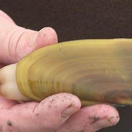 Razor Clamming in Coos Bay: Where to Go, How to Dig & What to Bring