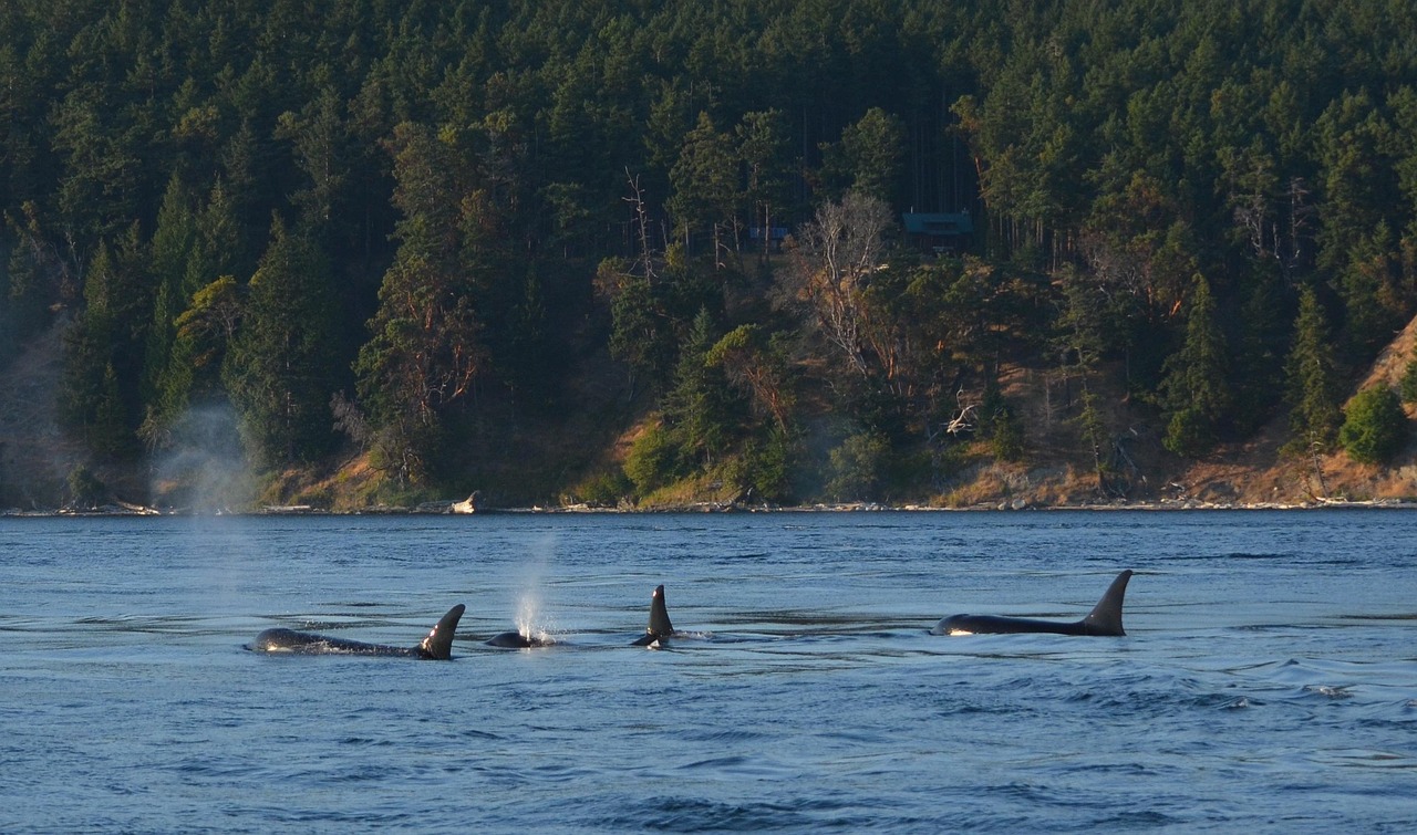 Oregon’s Coastal Orcas: The Comeback Story We’re Still Writing