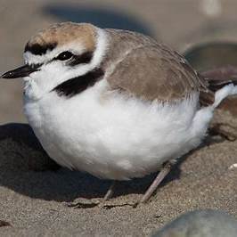 Oregon’s Coastal Western Snowy Plover: Conservation Efforts & Why this Tiny Bird Matters