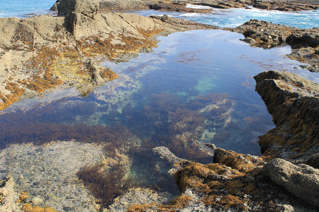 Starfish Cove: Tidepooling in Newport, Oregon