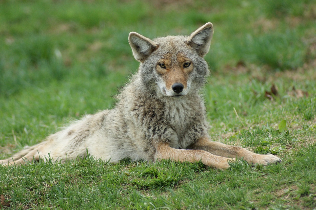 Wild Coyotes on the Oregon Coast: The Coast’s Clever, Elusive Predator