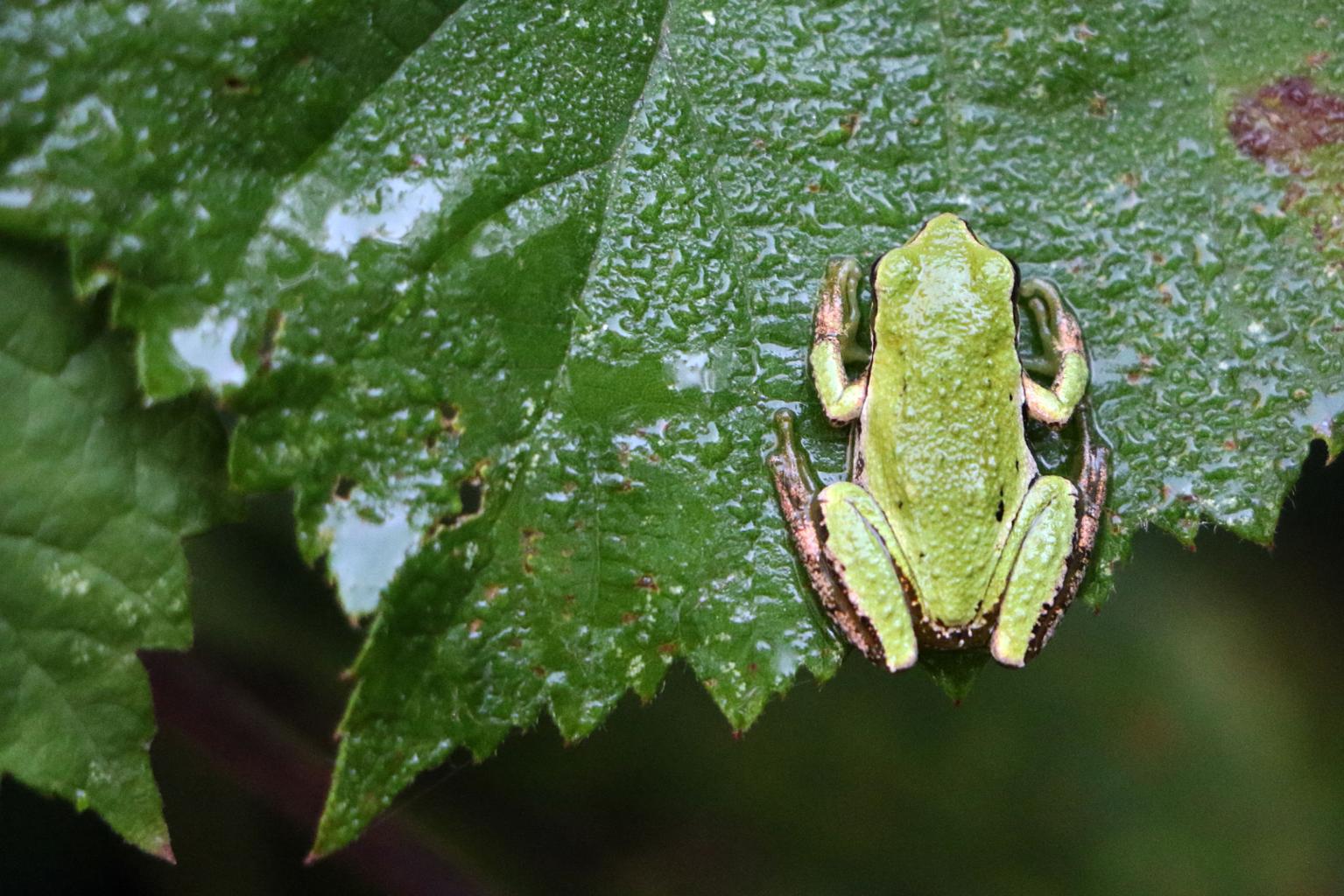 Frogs of the Oregon Coast: A Guide to the Amphibians of Coastal Wetlands