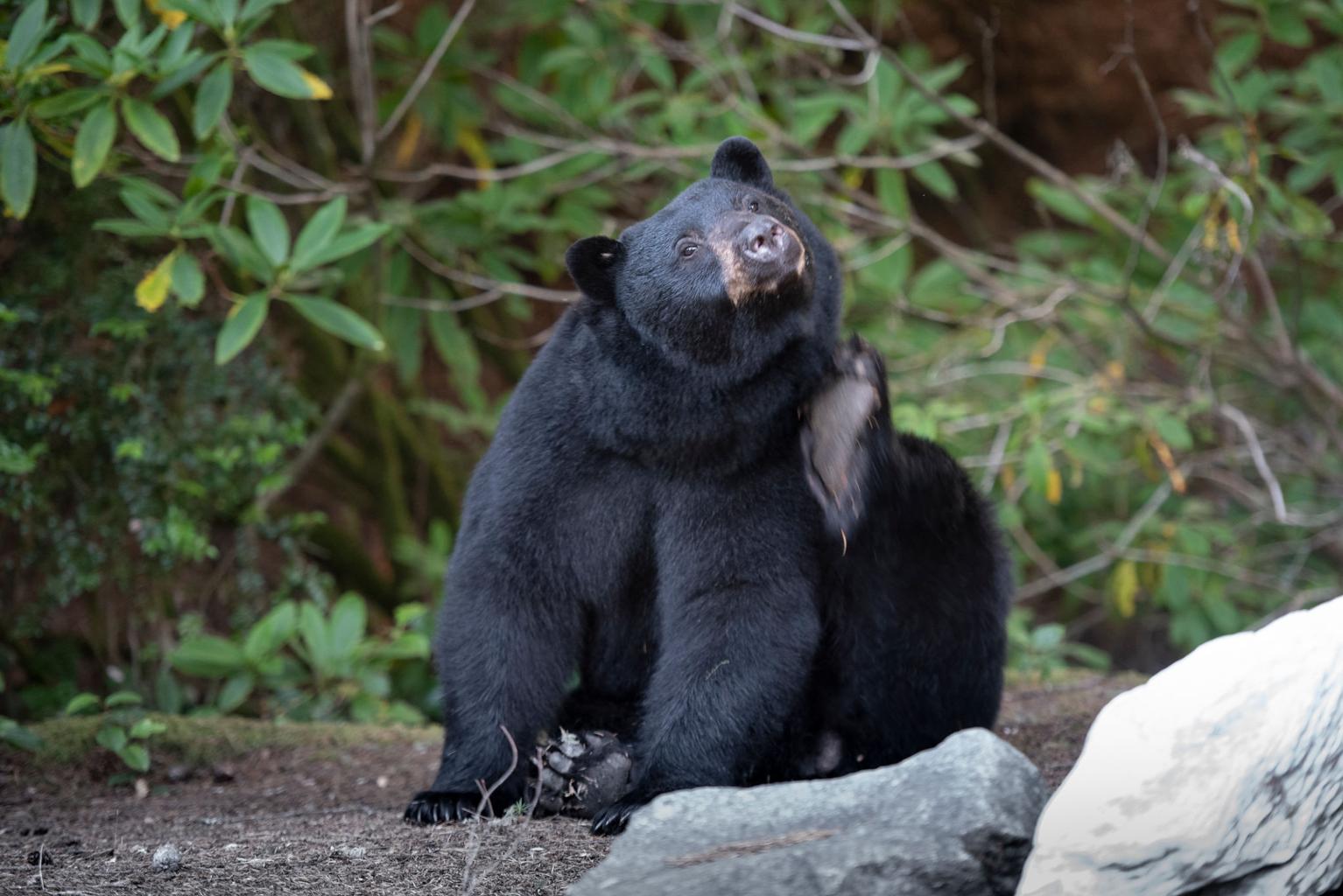 Black Bears of the Oregon Coastal Forests