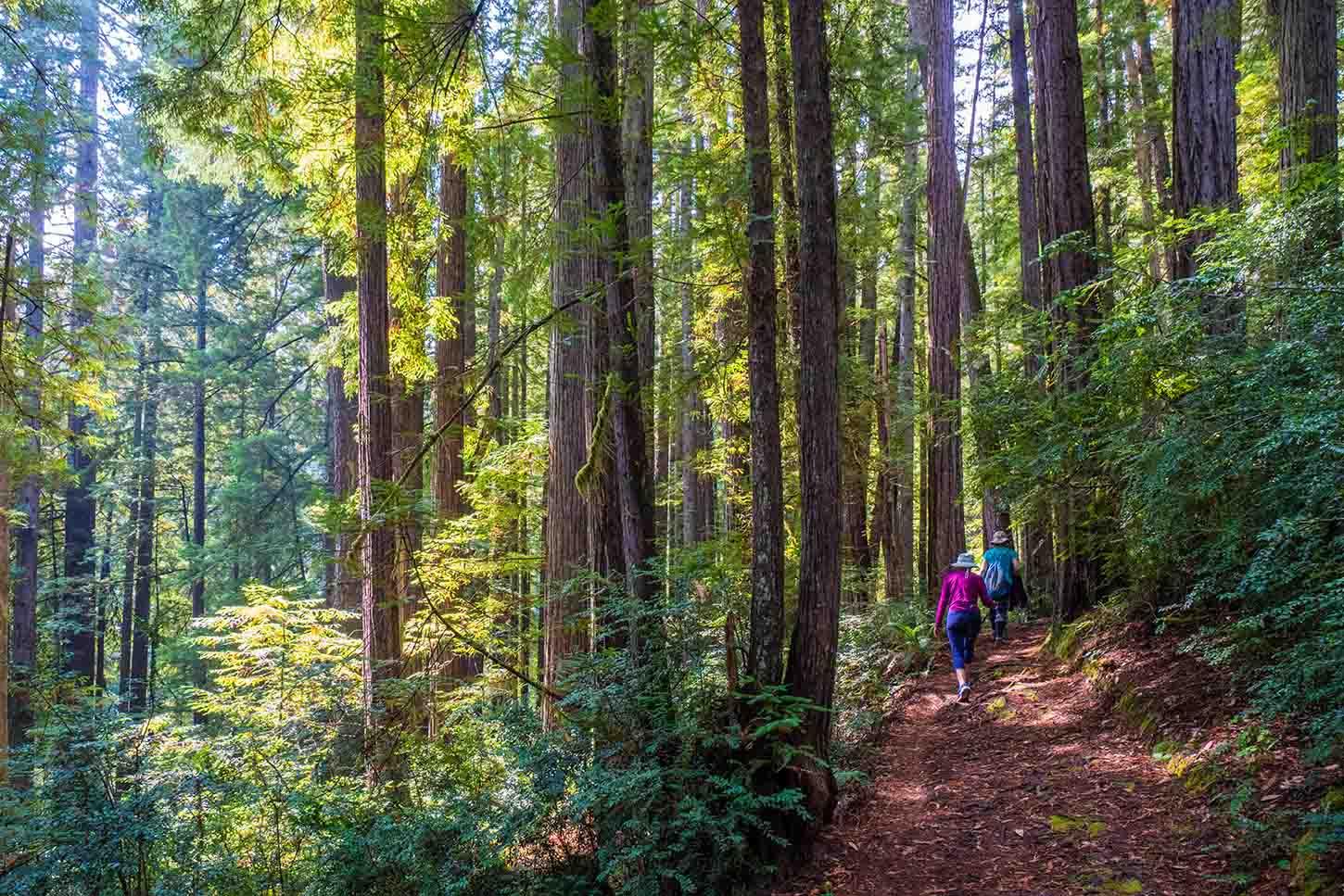 Best Hikes in Brookings, Oregon