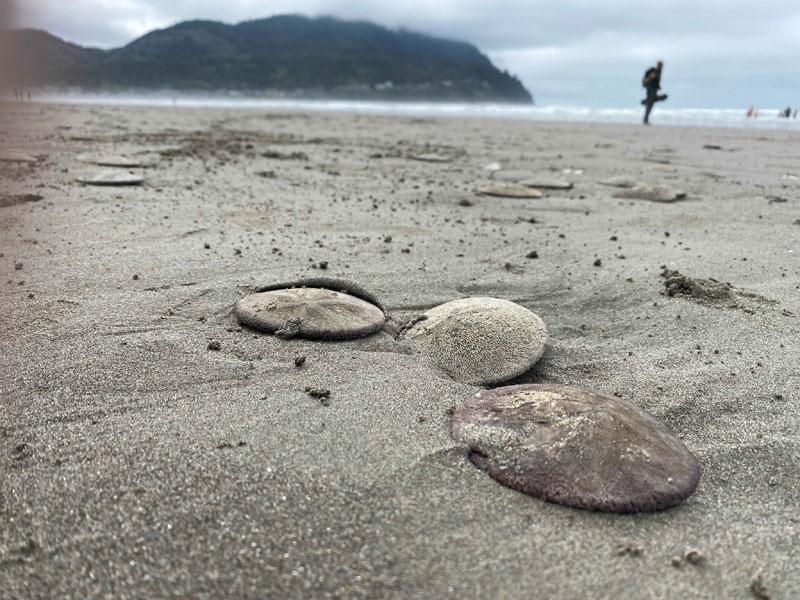 Sand Dollars on the Oregon Coast: What They Are and How to Find Them