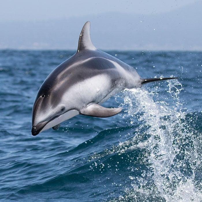 Dolphins of the Oregon Coast: The Ocean’s Most Playful Visitors