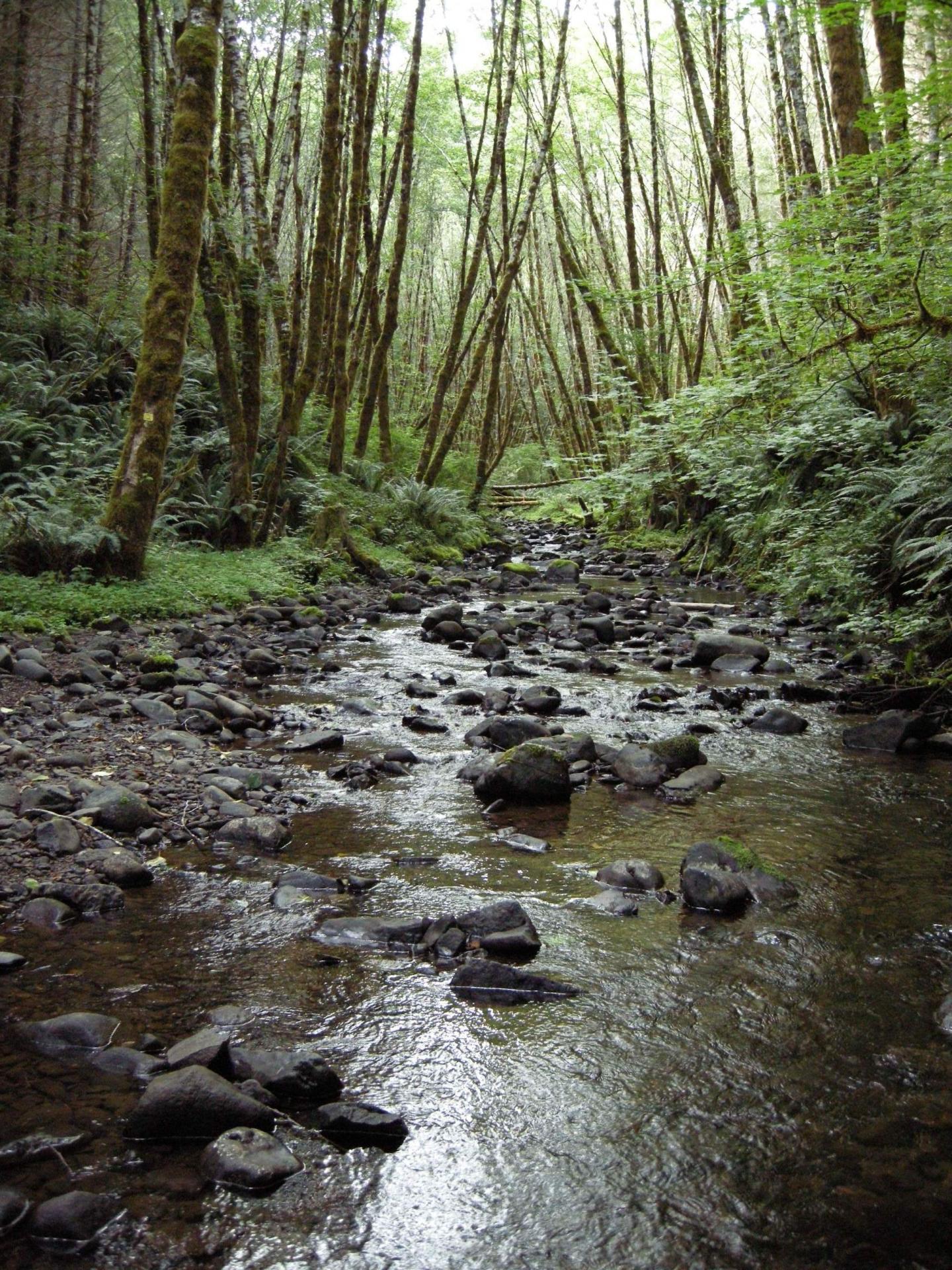Rock Creek Wilderness: Oregon Coast's Hidden Rainforest Escape