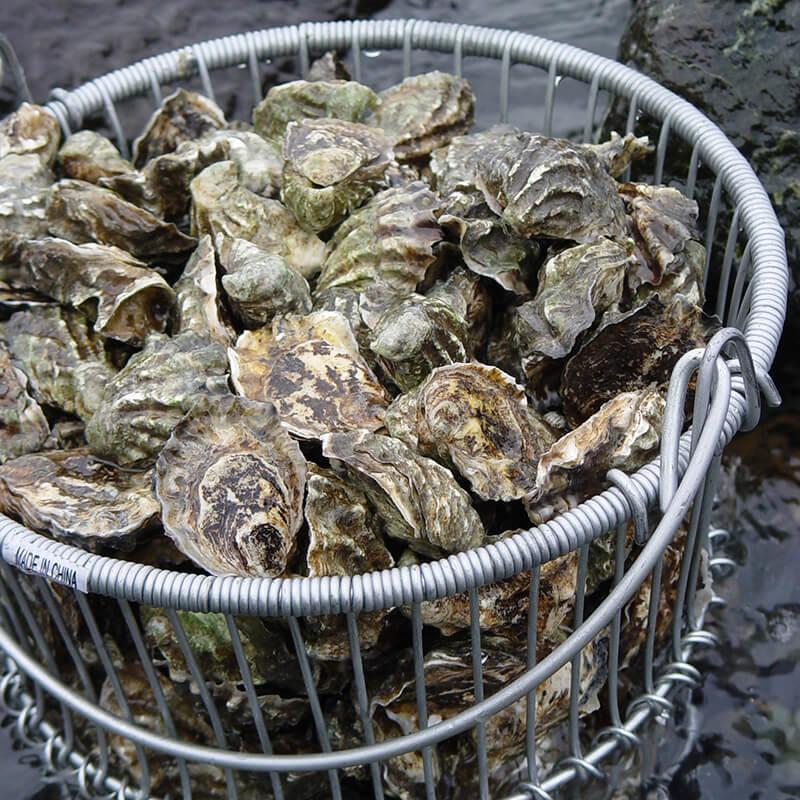 Oysterville: Newport’s Forgotten Oyster Village on Yaquina Bay