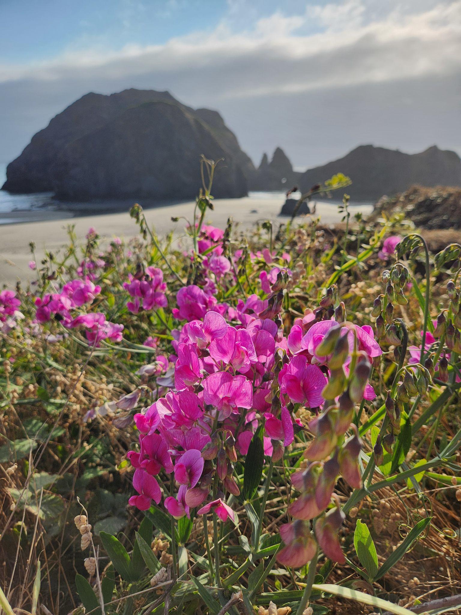 Searose Beach: One of the Oregon Coast's Best-Kept Secrets