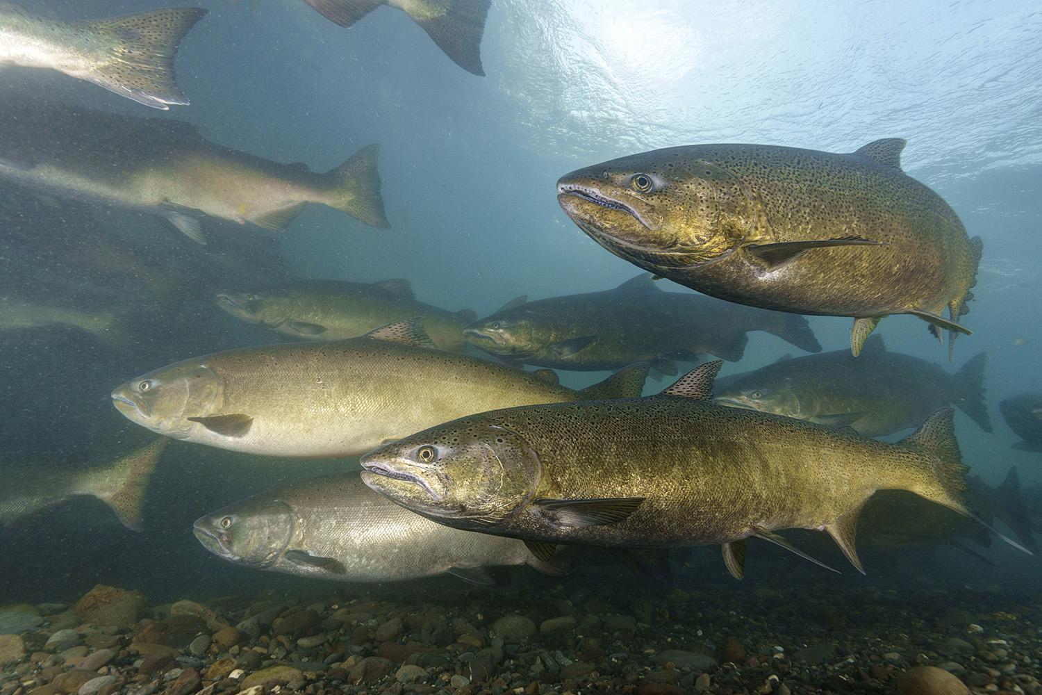 Chinook Salmon Behavior on the Oregon Coast: Where They Go, How They Move, and Where to Fish Them