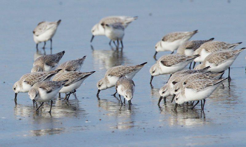 Birding on the Tillamook Coast: A Paradise for Oregon Birdwatchers