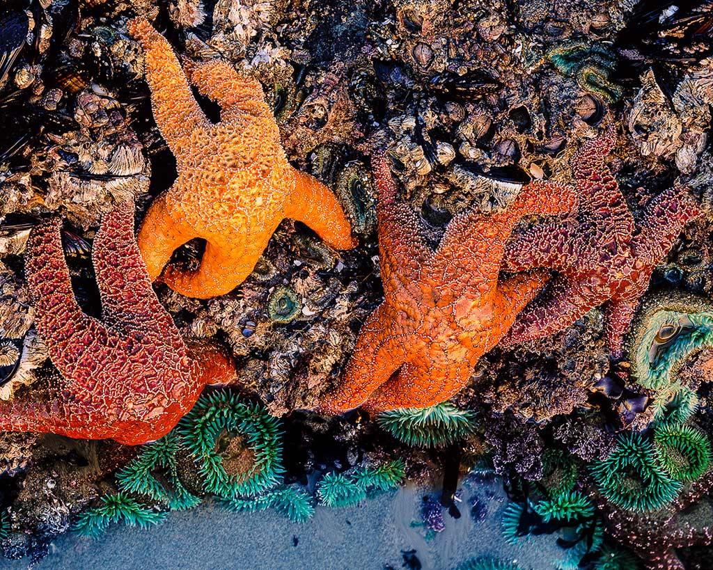 The Ultimate Place to Tidepool in Bandon, Oregon: Face Rock State Scenic Viewpoint