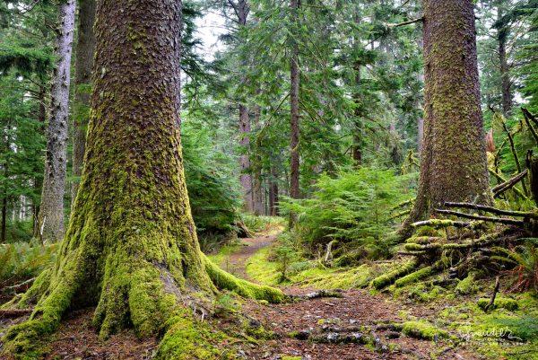 What Makes Oregon’s Coastal Forests Different Than Other Forests in Oregon?