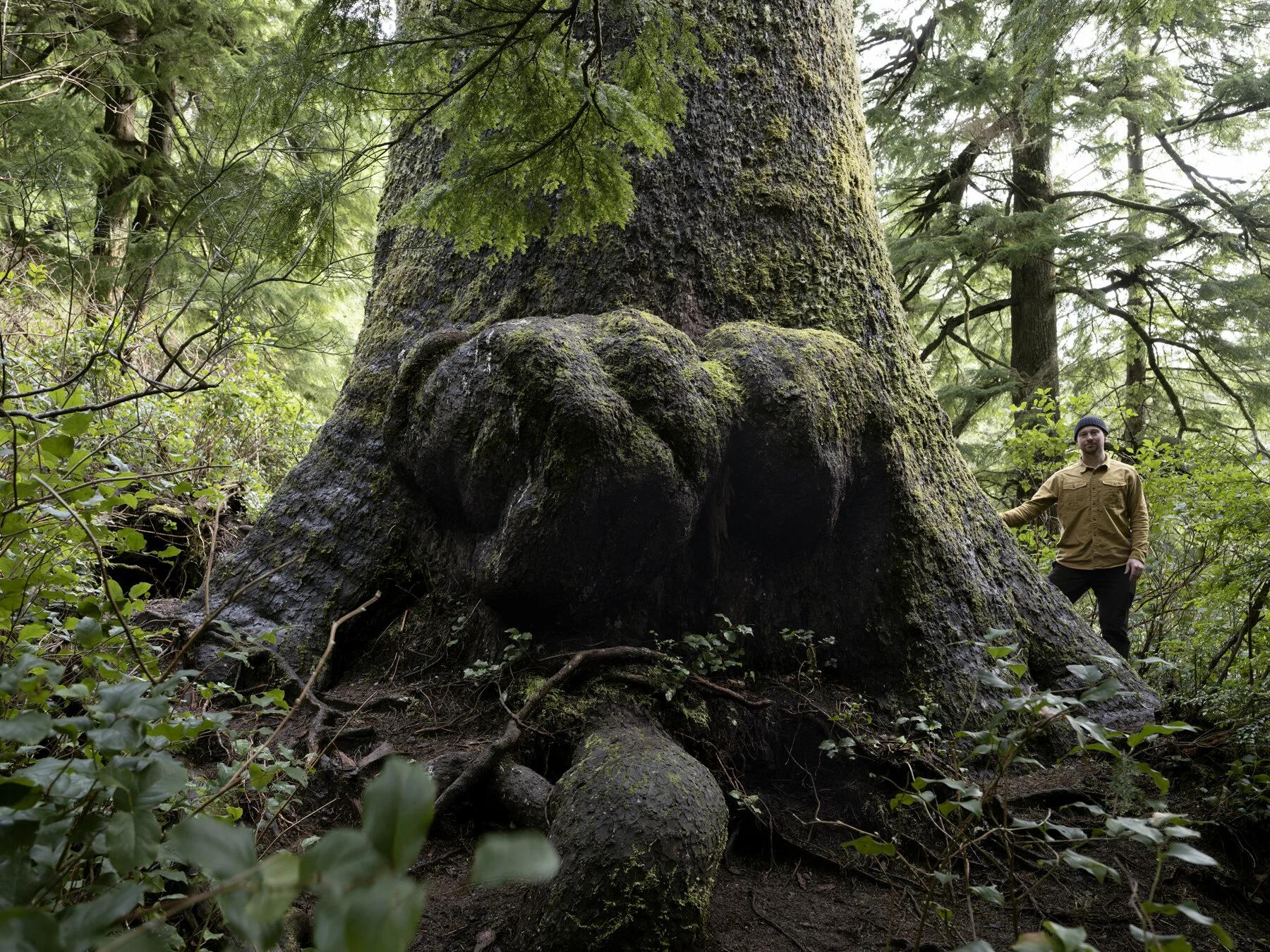 The History of the Sitka Spruce Giants of Gold Beach, Oregon