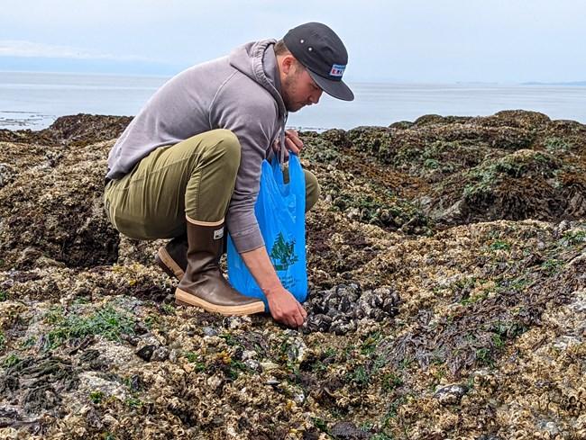 Where to Harvest Mussels on the Oregon Coast: Best Locations, Seasons, Safety Tips & a Delicious Recipe