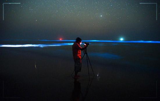 Chasing Bioluminescence: A Summer Obsession Worth Staying Up For