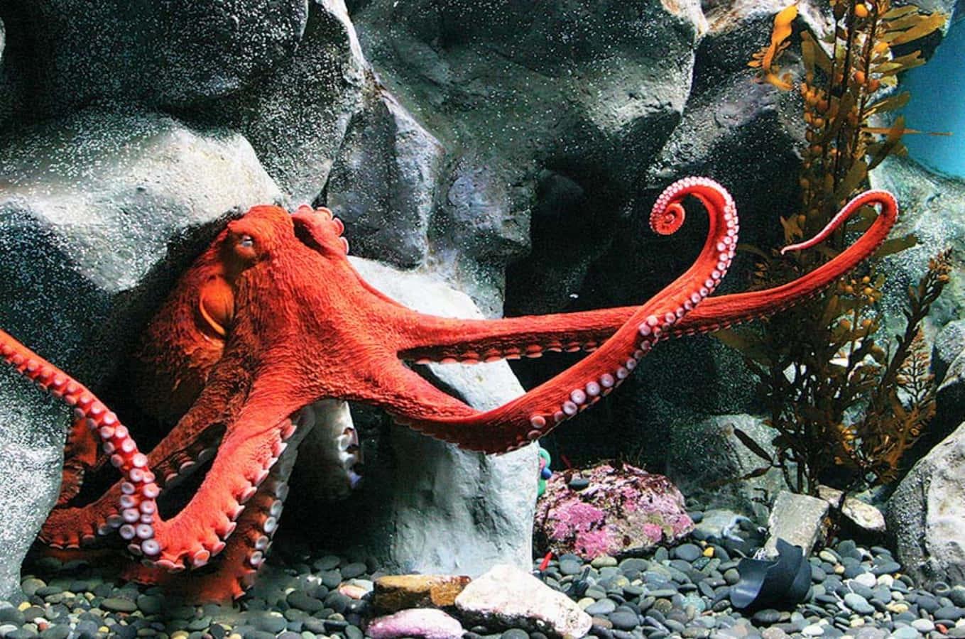 Seaside Aquarium: Oregon's Oldest Coastal Treasure You Can't Miss