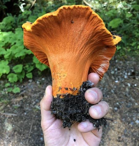 Foraging Mushrooms Near Tillamook, Oregon: A Beginner's Guide to Oregon Coast Fungi