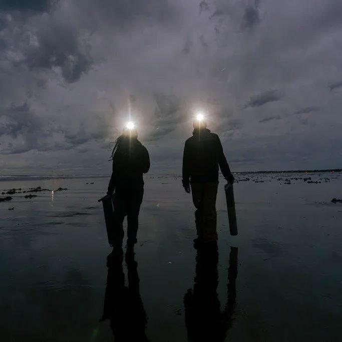 Walking the Oregon Coast at Night: A Guide to Ghost Crab Hunting