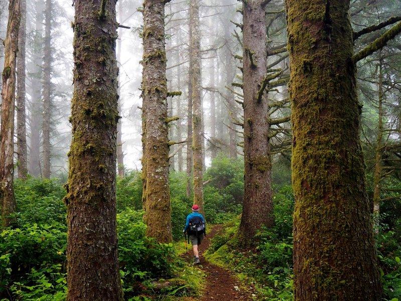 Discover Oregon's Ancient Giants: Exploring the Sitka Spruce Trail at Cape Lookout State Park