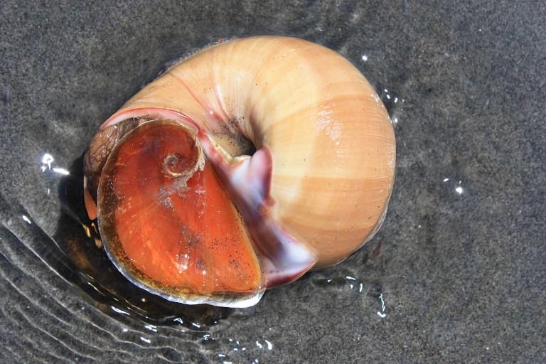 Searching for Moon Snails at Sunset: An Overlooked Oregon Coast Adventure