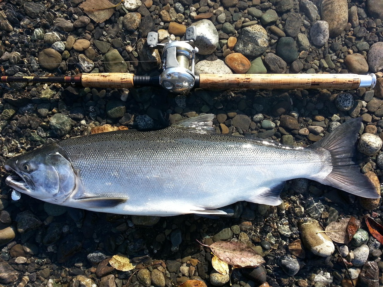 The Last Green Tide: Casting for Sea-Run Coho in Oregon's Late-Summer Estuaries