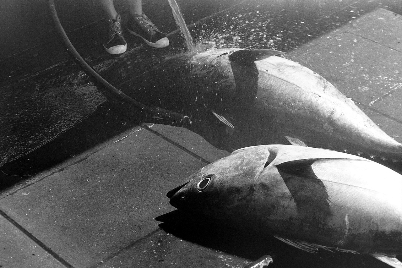 Why Late-Summer Albacore Tuna Fishing Is Oregon's Ultimate Offshore Adventure
