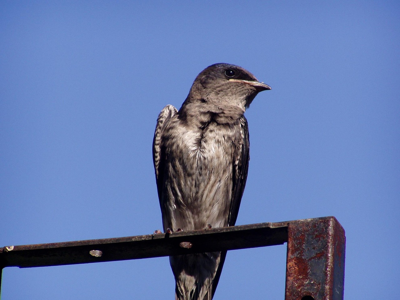 Western Purple Martin Bird Watching on the Oregon Coast: A Summer Wildlife Experience