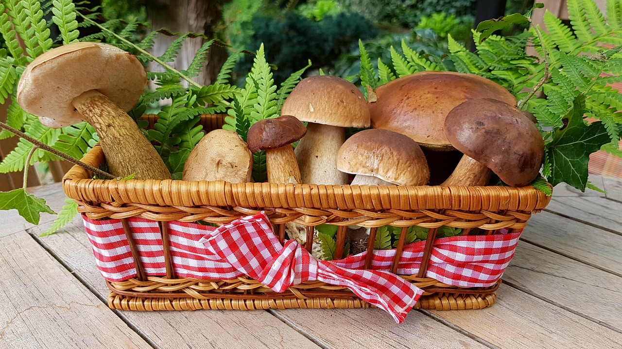 Early Fall Mushroom Foraging on the Oregon Coast: A Treasure Hunt Through the Coastal Forest
